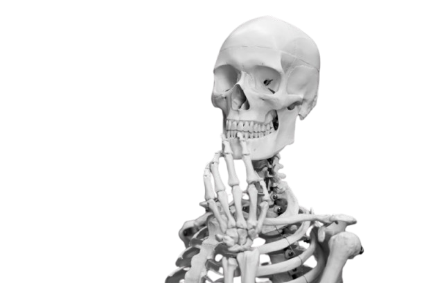 menschliches-skelett Menschliches Sekelett eines Oberkörpers, welches die Hand vor dem Schädel hält