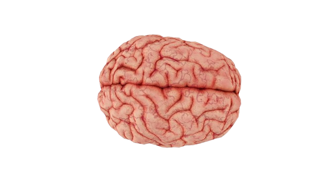 buddhi-kumar-shrestha-iW_n3MqVVtU-unsplash-removebg-preview